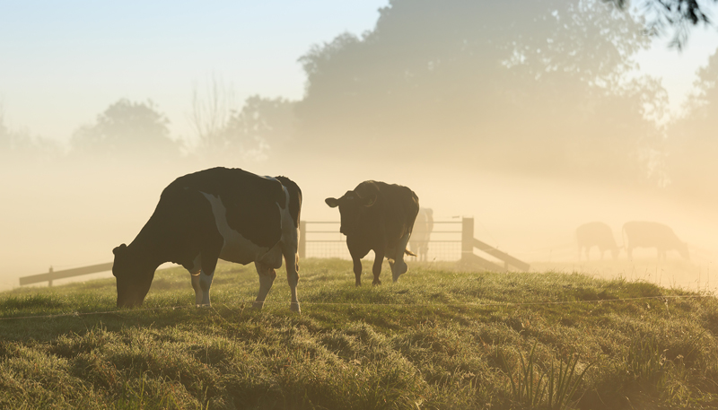 Weersverwachting in Nederland